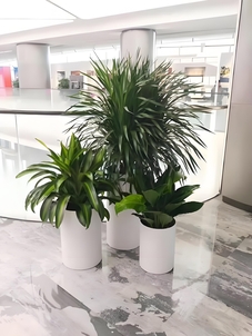 宁波植物租赁设计